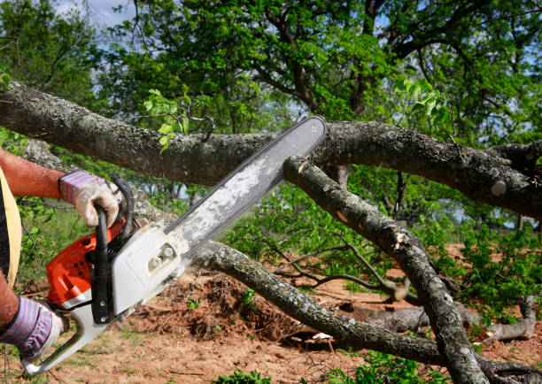  , WY Tree Services Pros